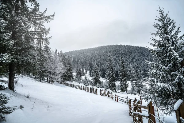 Winterbergen met witte besneeuwde sparren. Prachtig winters landschap. Geweldig uitzicht op besneeuwde beboste berghelling. Skigebied. Toerisme. Gelukkig Nieuwjaar — Stockfoto