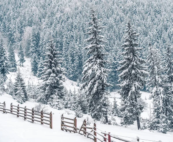 Montañas de invierno con abetos blancos nevados. Paisaje invernal maravilloso. Increíble vista sobre la ladera boscosa cubierta de nieve. Concepto turístico. Feliz Año Nuevo — Foto de Stock