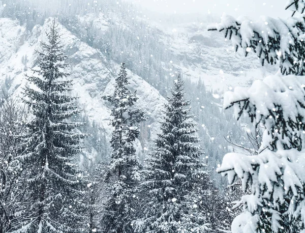 Frosty winter landscape in snowy forest. Christmas background with fir trees and blurred background of winter. Happy New Year card — Stock Photo, Image