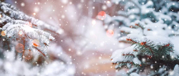 Frostige Winterlandschaft im verschneiten Wald. Kiefernzweige, die bei kaltem Winterwetter mit Schnee bedeckt sind. Weihnachten Hintergrund mit Tannenbäumen und unscharfen Hintergrund des Winters — Stockfoto