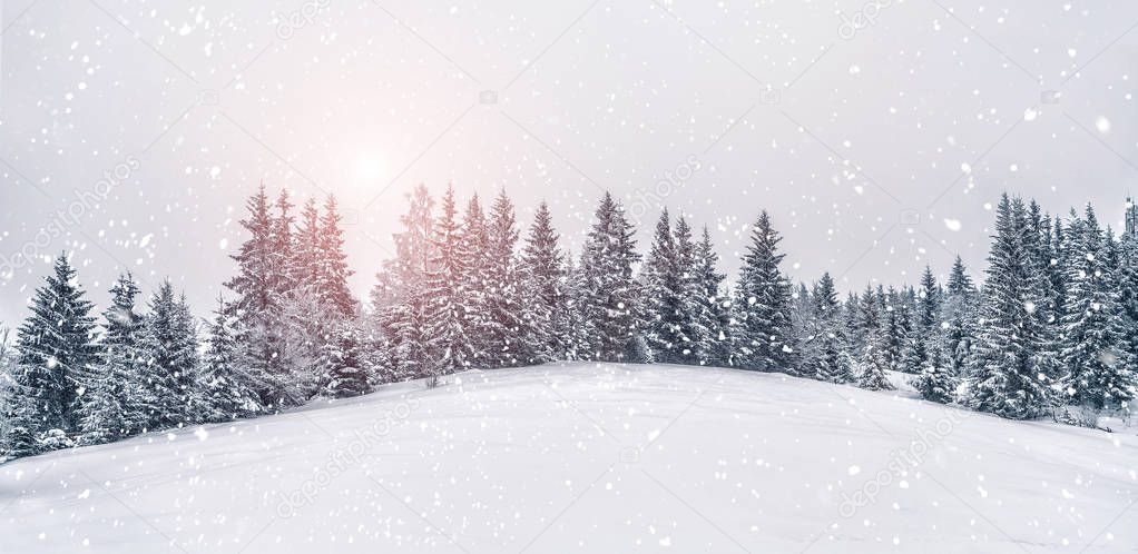 Beautiful sunset at winter mountains landscape. Vivid white spruces on a snowy day.  Alpine ski resort. Winter greeting card. Happy New Year