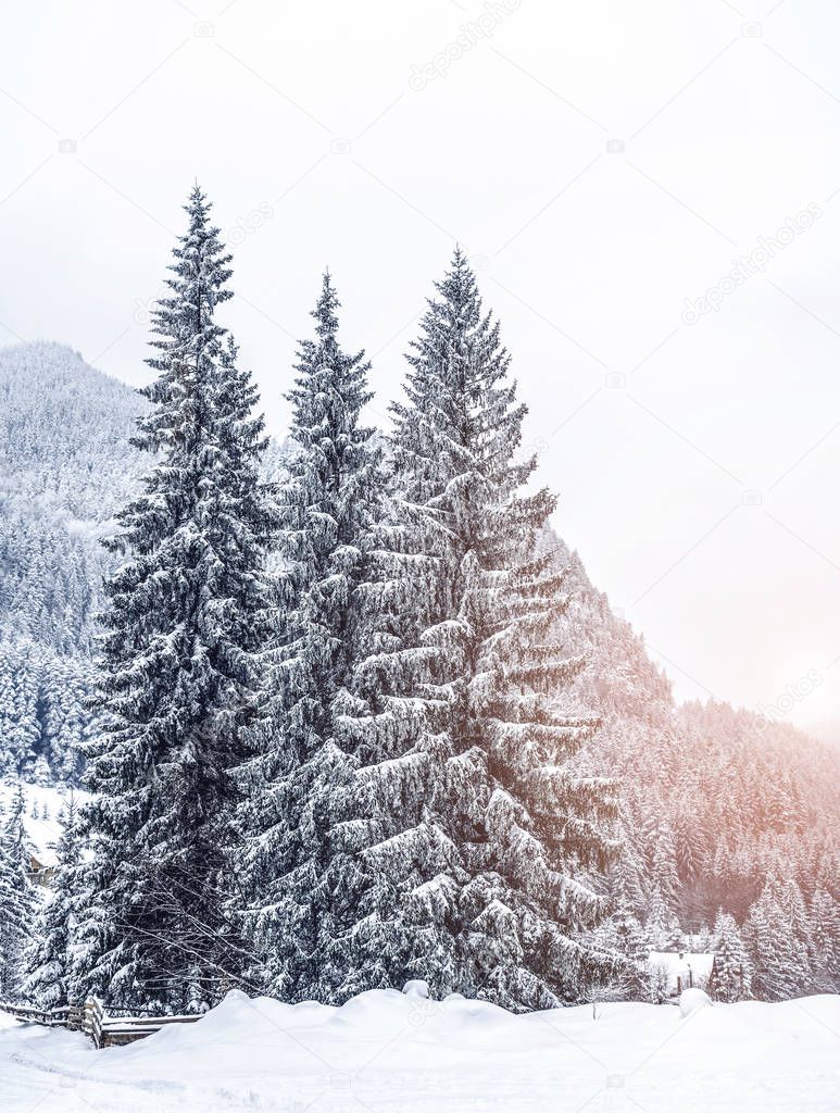 Beautiful sunset at winter mountains landscape. Vivid white spruces on a snowy day.  Alpine ski resort. Winter greeting card. Happy New Year