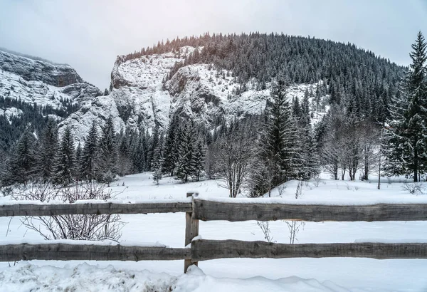 Majestuosas montañas en invierno con abetos blancos nevados. Paisaje invernal maravilloso. Increíble vista sobre montañas de roca cubiertas de nieve. Fondo de viaje — Foto de Stock