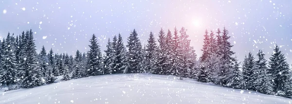 Kış dağlarının manzarasında güzel bir günbatımı. Karlı bir günde canlı beyaz çim yaprakları. Alp kayak merkezi. Kış tebrik kartı. Mutlu yıllar. — Stok fotoğraf