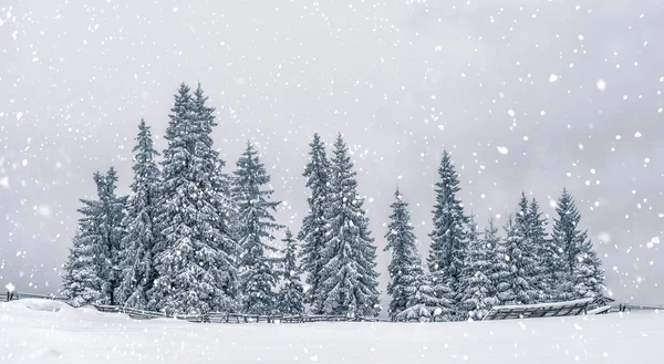Zimowy krajobraz w zaśnieżonym lesie. Świąteczne tło z jodłami i rozmazane tło zimy. Szczęśliwego Nowego Roku — Zdjęcie stockowe