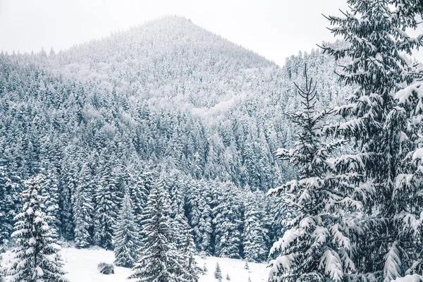 Montañas de invierno con abetos blancos nevados. Paisaje invernal maravilloso. Increíble vista sobre la ladera boscosa cubierta de nieve. Concepto turístico. Feliz Año Nuevo — Foto de Stock