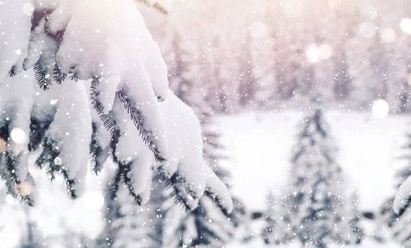 Mrazivá zimní krajina v zasněženém lese. Vánoční pozadí s jedlemi a rozmazané pozadí zimy. Šťastný Nový rok — Stock fotografie