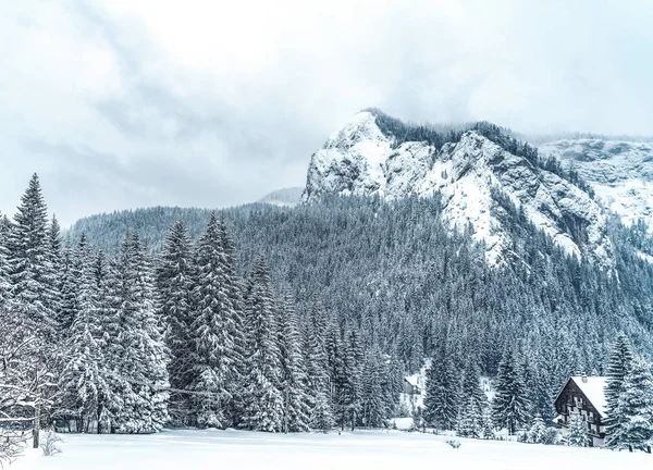 冬季的高山雄伟壮丽,雪白的云杉丛生. 美丽的冬季风景。 在白雪覆盖的岩石山上,景色令人惊叹. 旅行背景 — 图库照片