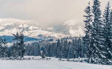 Karla kaplı köknar ağaçlarıyla kış dağlarının manzarası çok güzel. Karlı bir günde canlı beyaz çim yaprakları. Alp kayak merkezi. Kış tebrik kartı. Mutlu yıllar.