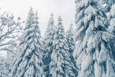 Donmuş dağ manzarasında güzel karlı köknar ağaçları. Noel arka planında ormandaki karla kaplı uzun ladin ağaçları var. Alp kayak merkezi. Kış tebrik kartı. Mutlu yıllar.
