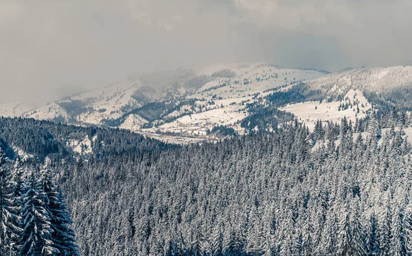 Hermosa vista al paisaje de las montañas de invierno con abetos cubiertos de nieve. Abeto blanco vivo en un día nevado. Estación de esquí alpino. Tarjeta de felicitación de invierno. Feliz Año Nuevo — Foto de Stock