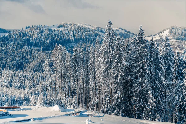 Hermosa vista al paisaje de las montañas de invierno con abetos cubiertos de nieve. Abeto blanco vivo en un día nevado. Estación de esquí alpino. Tarjeta de felicitación de invierno. Feliz Año Nuevo — Foto de Stock