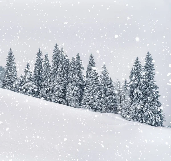 Karlı ormandaki soğuk kış manzarası. Noel arkaplanı köknar ağaçları ve kışın bulanık arkaplanı. Mutlu yıllar kartı. — Stok fotoğraf