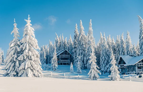 Belos abetos nevados em montanhas congeladas paisagem com casa no norte. Fundo de Natal com abetos altos cobertos de neve. Estância de esqui alpina. Cartão de saudação de inverno. Feliz Ano Novo — Fotografia de Stock