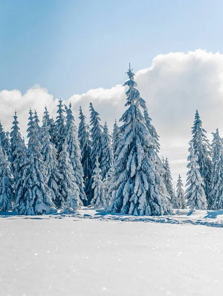 Όμορφα χιονισμένα έλατα σε παγωμένο ορεινό τοπίο στο ηλιοβασίλεμα. Χριστουγεννιάτικο φόντο με ψηλά έλατα καλυμμένα με χιόνι. Αλπικό χιονοδρομικό κέντρο. Χειμερινή κάρτα. Ευτυχισμένο το νέο έτος — Φωτογραφία Αρχείου