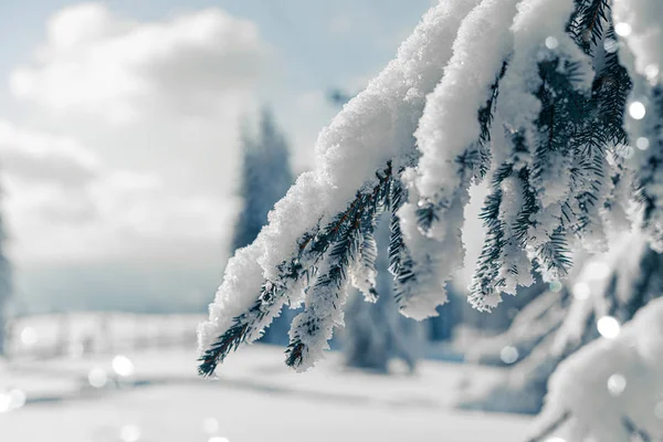 Fond de Noël avec branches de sapin couvertes de neige, vacances d'hiver. Beaux épinettes enneigées dans un paysage de montagnes gelées en arrière-plan flou. Bonne année carte — Photo