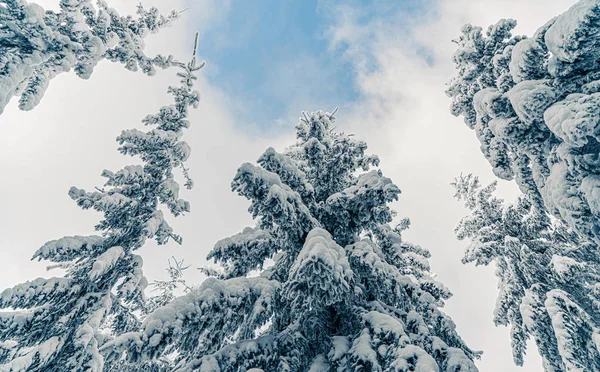 Ψηλά έλατα καλυμμένα με χιόνι σε παγωμένο χειμερινό τοπίο. Θέα στον ουρανό στο χιονισμένο δάσος. Χριστουγεννιάτικο φόντο με έλατο, κάτω όψη — Φωτογραφία Αρχείου