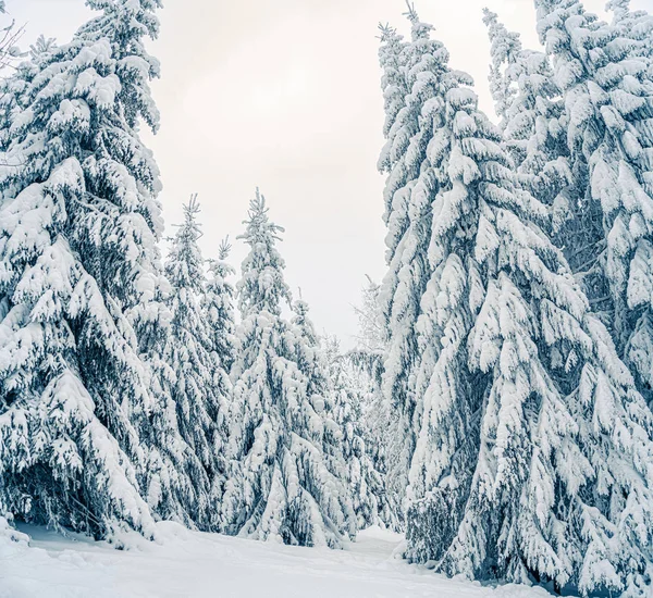 Prachtige besneeuwde dennenbomen in bevroren berglandschap. Kerst achtergrond met hoge sparren bomen bedekt met sneeuw in het bos. Alpine skigebied. Winterwenskaart. Gelukkig Nieuwjaar — Stockfoto