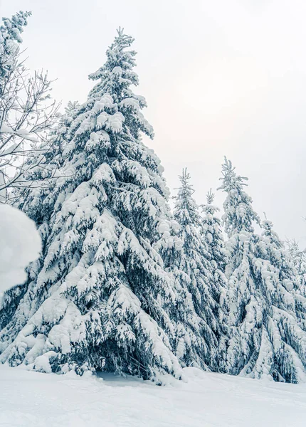 Όμορφα χιονισμένα έλατα σε παγωμένο ορεινό τοπίο. Χριστουγεννιάτικο φόντο με ψηλά έλατα καλυμμένα με χιόνι στο δάσος. Αλπικό χιονοδρομικό κέντρο. Χειμερινή κάρτα. Ευτυχισμένο το νέο έτος — Φωτογραφία Αρχείου