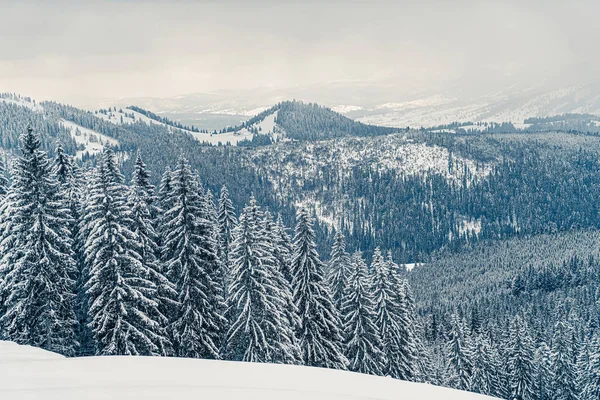 Красивая панорама снежных гор с заснеженным лесом. Рождественский фон с высокими замерзшими елками. Горнолыжный курорт. Зимний фон приветствия. С Новым годом — стоковое фото