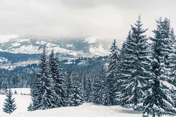 Красивая панорама снежных гор с заснеженным лесом. Рождественский фон с высокими замерзшими елками. Горнолыжный курорт. Зимний фон приветствия. С Новым годом — стоковое фото