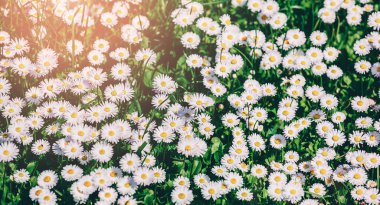 Papatya tarlası çiçekleri ya da çiçek açan papatyalar. Yaz çiçekleri, seçici odak