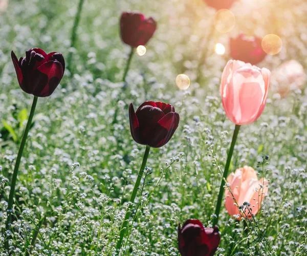 Kleurrijke Tulip veld, paarse bloem Tulip in voorjaar achtergrond, selectieve focus, close-up. Mooie roze lente Tender bloemen bloesem — Stockfoto