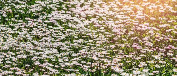 Camomila flores campo ou margaridas flores florescendo em fundo de luz solar. Flores de verão, foco seletivo, composição larga — Fotografia de Stock