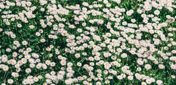 Chamomile polní květy nebo sedmikrány kvetou v pozadí slunečního světla. Letní květiny, selektivní zaměření, široké složení — Stock fotografie