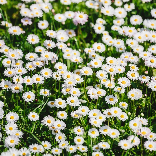 Camomila Flores Campo Margaridas Flores Florescendo Fundo Luz Solar Flores — Fotografia de Stock