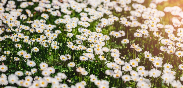 Kamille Veld Bloemen Madeliefjes Bloemen Bloeien Zonlicht Achtergrond Zomer Bloemen — Stockfoto