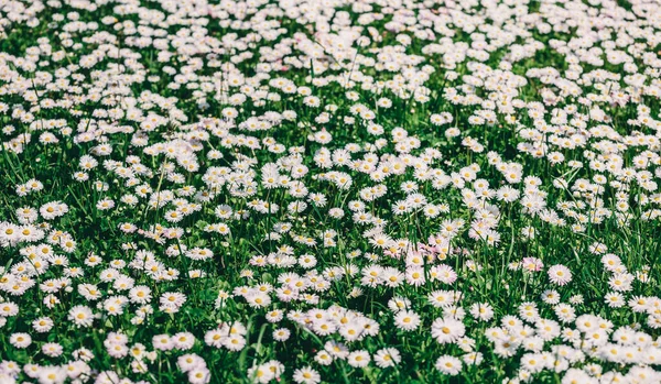 Kamillenblüten Oder Gänseblümchen Blühen Sonnenlicht Sommerblumen Selektiver Fokus — Stockfoto