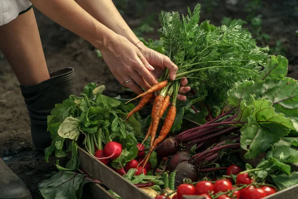 Farmer Folding Fresh Vegetables Wooden Box Farm Sunset Woman Hands — Stock Photo, Image