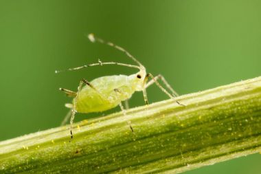 Macro photograph of an aphid. clipart
