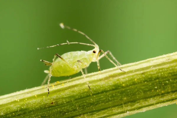 Macro fotografia di un afide . — Foto Stock