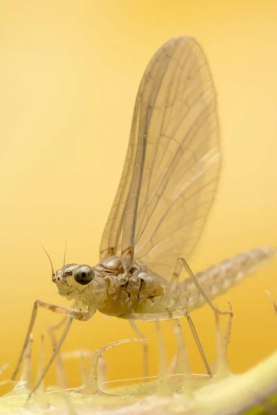 Fotografia makro mayfly — Zdjęcie stockowe