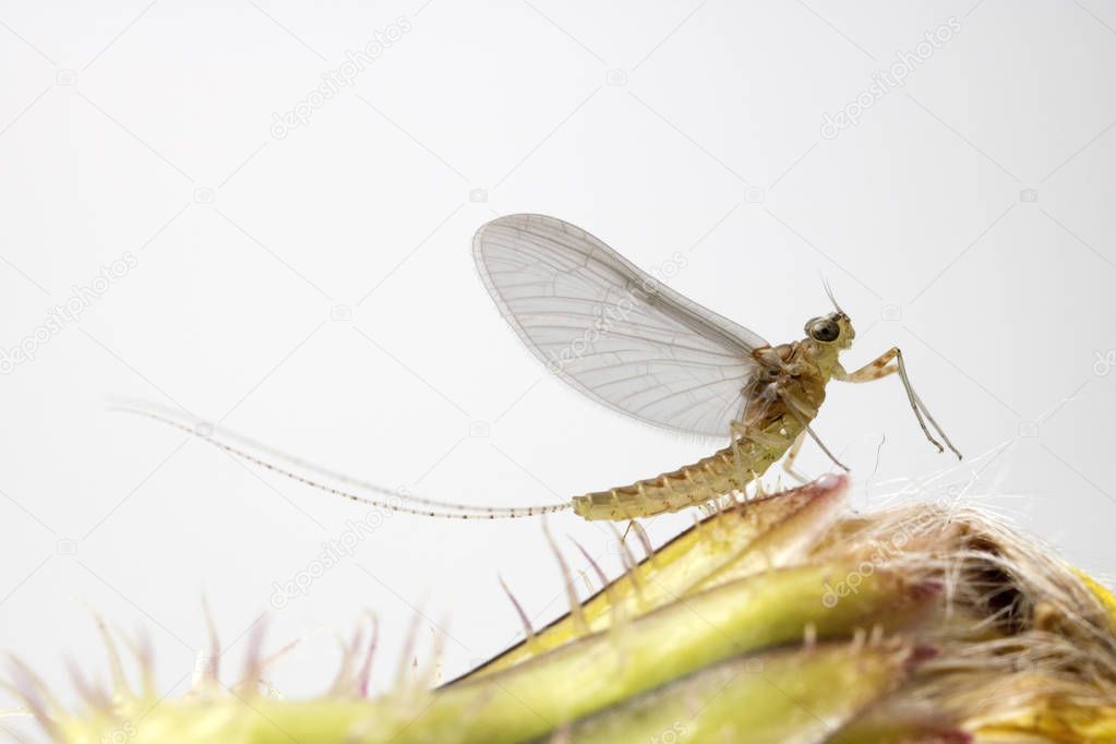 Macro photograph of a mayfly