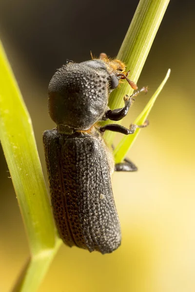 Escarabajo negro de tamaño mediano — Foto de Stock