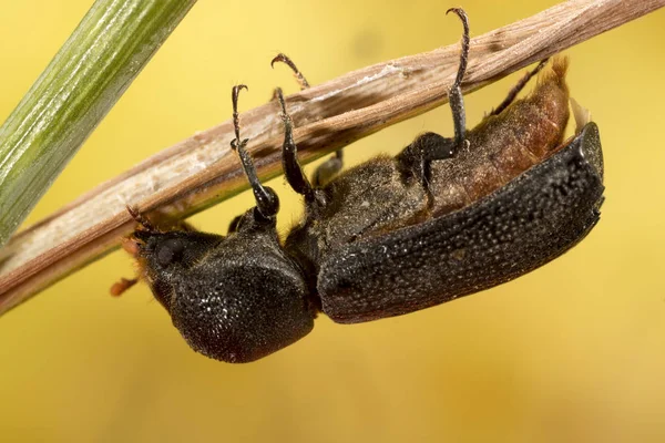 Escarabajo negro de tamaño mediano — Foto de Stock