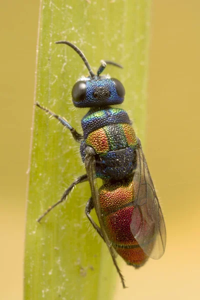 Colorful Tiny Cuckoo Wasp — Stock Photo, Image