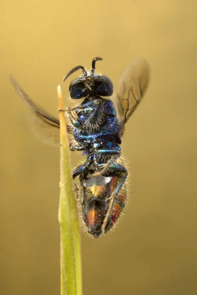 다채로운 작은 뻐꾸기 말 벌 — 스톡 사진