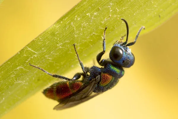 Colorful Tiny Cuckoo Wasp — Stock Photo, Image
