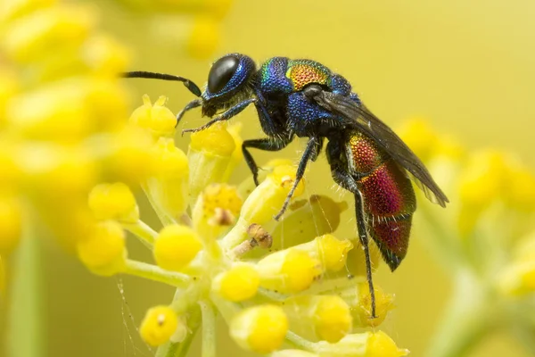 Colorful Tiny Cuckoo Wasp — Stock Photo, Image