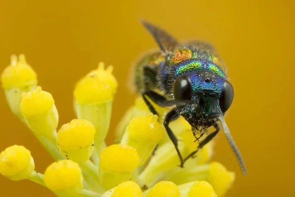 Renkli küçük guguk kuşu yaban arısı — Stok fotoğraf