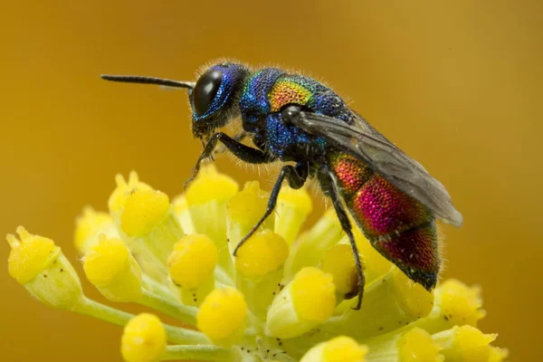 Cuco diminuto colorido Avispa — Foto de Stock