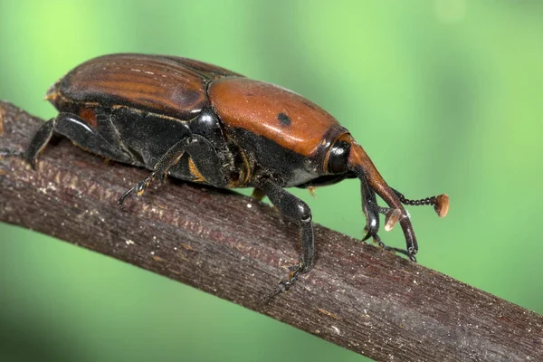 Palmito Rhynchophorus Ferrugineus Este Escarabajo Extendido Todas Las Regiones Del — Foto de Stock