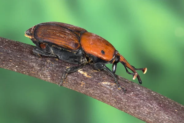 パーム ゾウムシ ヤシオオオサゾウムシ このカブトムシは世界各地に広がっているし ヤシの多くの場所にある木々 に大混乱を引き起こしています — ストック写真