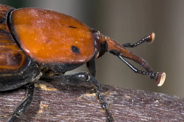 Palmito Rhynchophorus Ferrugineus Este Escarabajo Extendido Todas Las Regiones Del — Foto de Stock