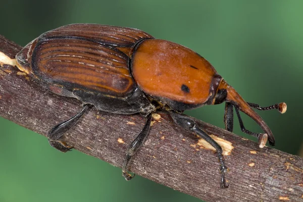 Palmito Rhynchophorus Ferrugineus Este Escarabajo Extendido Todas Las Regiones Del — Foto de Stock