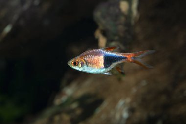 Harlequin Rasbora (Trigonostigma heteromorpha) tatlı su akvaryumunda